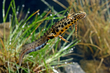 Teichmolch-Männchen // Smooth newt - male (Lissotriton vulgaris)