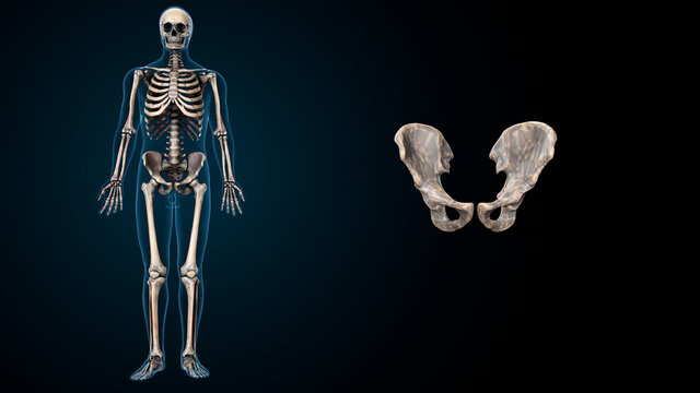 Capitulate Bilder Durchsuchen 741 Archivfotos, und