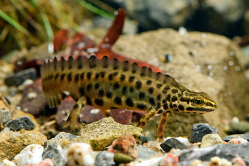 Smooth newt - male // Teichmolch-Männchen (Lissotriton vulgaris)