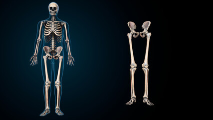 3d illustration of human skeleton lower and limb bone anatomy.  - obrazy, fototapety, plakaty