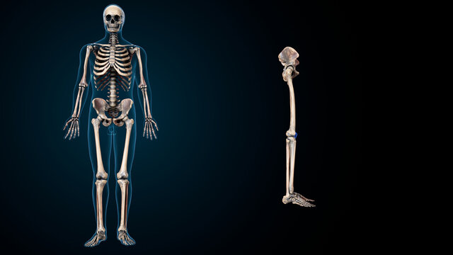 3d illustration of human body skeleton parts  anatomy