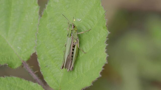 Common green grasshopper on a Bramble Leaf