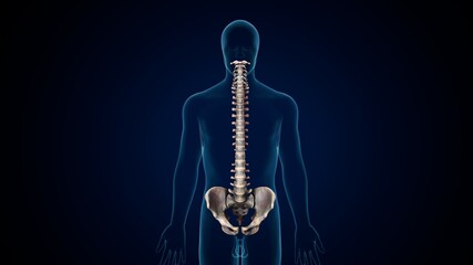 3d illustration of human skeleton spinal bone and hip anatomy . - obrazy, fototapety, plakaty