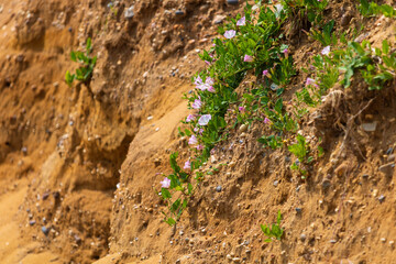 Pink flowering bindweeds growing on a cliffside, Essex coast, UK
