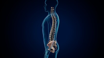 3d illustration of human skeleton spinal bone and hip anatomy .