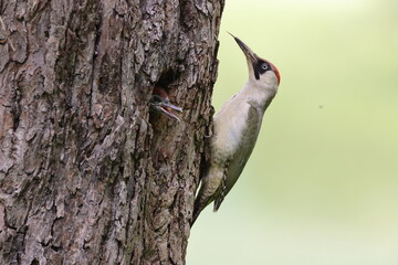 European green woodpecker at the nest hole Germany