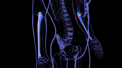 Human skeleton anatomy Ulna Bone 3D Rendering