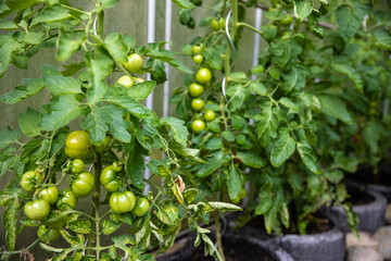 Noch grüne Tomaten im Gewächshaus zwei Wochen vor der Ernte
