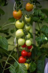Tomaten in allen Farben Rot Grün Orange im Gewächshaus