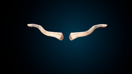 3d illustration of human body skeleton parts  anatomy