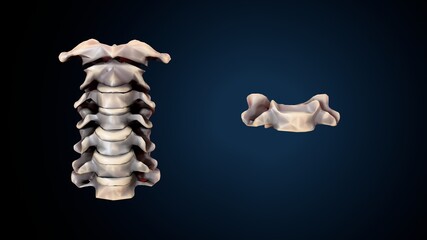 3d illustration of human skeleton cervical bone anatomy.
