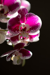 Fuchsia orchid plant close-up in low afternoon light