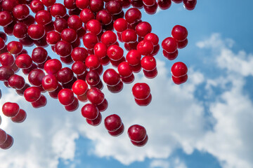 Ripe cherries on a mirror glass with a reflection of the sky.