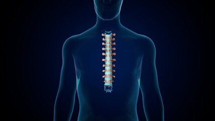 3d render of human skeleton thoracic vertebrae bone anatomy
