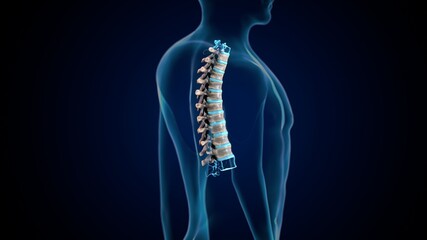 3d render of human skeleton thoracic vertebrae bone anatomy
