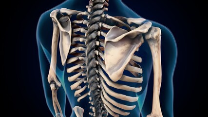 3d illustration of human skeleton rib cage anatomy. © PIC4U