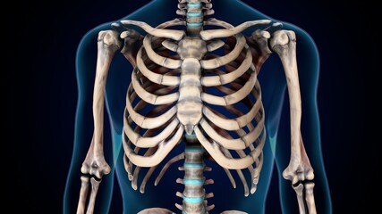 3d illustration of human skeleton rib cage anatomy. - obrazy, fototapety, plakaty