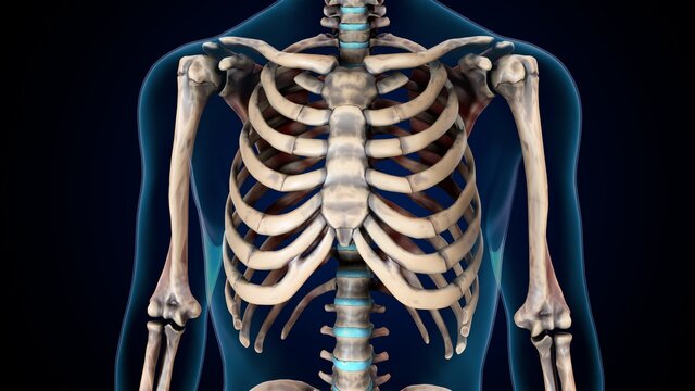 3d illustration of human skeleton rib cage anatomy.
