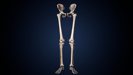 3d illustration of  human skeleton lower limbs anatomy.