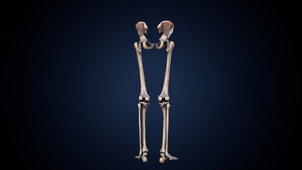 3d illustration of  human skeleton lower limbs anatomy.