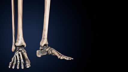 3d illustration of human body skeleton parts  anatomy