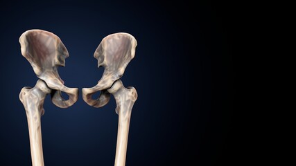 3d illustration of human body hip bone anatomy.