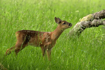 roe kid deer in the grass