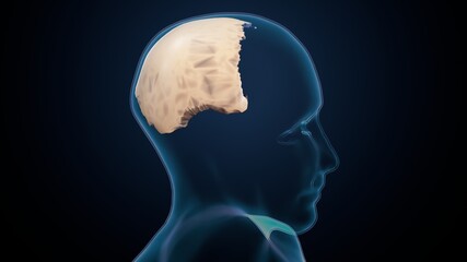 3d illustration of skull parietal bone anatomy .