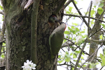 European green woodpecker at the nest hole Germany