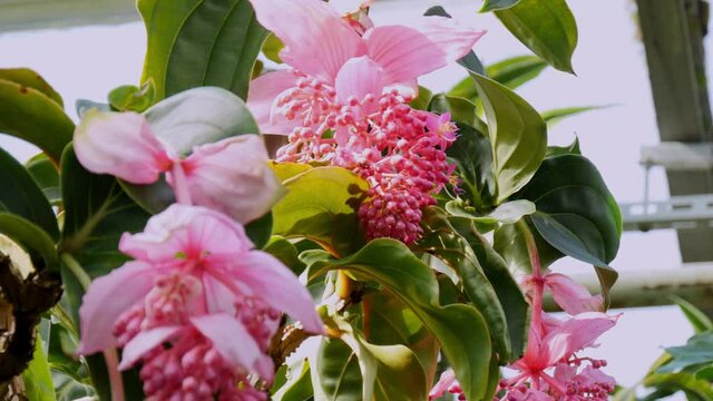 Berries of Medinilla magnifica, also known as rose grape. Tropical plant with flowers