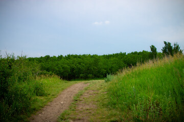 Green summer landscape with path , meadow and forest in the background
