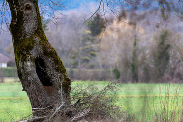 L'arbre creux