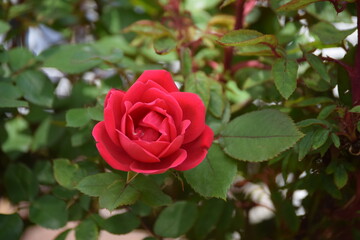 Red Petals