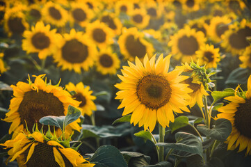 Fototapeta na wymiar Shiny yellow sunflower in the abundance plantation field. Sunflower and suny summer day.