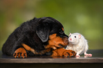 rottweiler puppy sniffing a white pet rat, rat and puppy posing together outdoors in summer