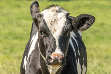 Veau campagne dans les Flandres Hauts de France