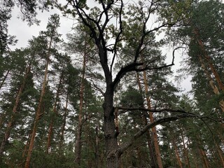 old broken tree in a dark forest