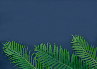 Fototapeta na wymiar Blue background with tropical leaves of green fern. Place for text