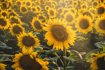 Fototapeta premium Shiny yellow sunflower in the abundance plantation field. Sunflower and suny summer day.