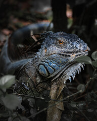 iguana hidden in the woods