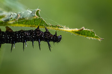 caterpillar on a leaf