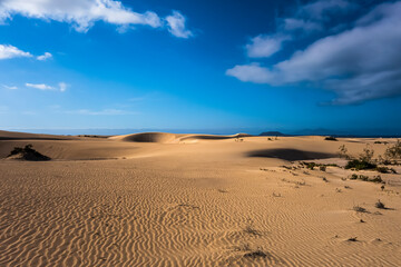 Low late afternoon light on the sand dunes