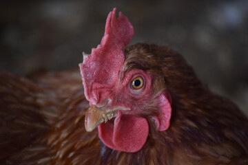 close up of a chicken