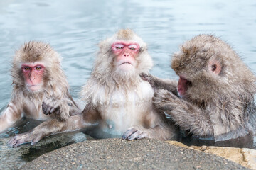 Group of Snow monkeys sitting in a hot spring at Jigokudani Yaen-Koen, Nagano Prefecture, Japan.