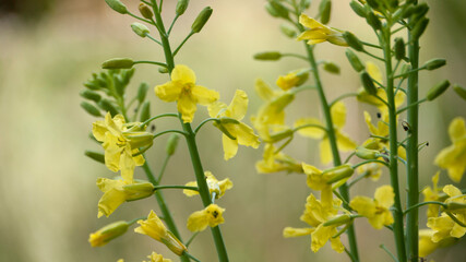 Flores amarilla de planta de berza en patio de casa rural