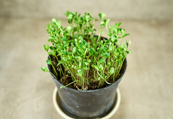 Flaxseed sprouts growing in the plastic pot 