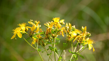Flores amarillas de plantas silvestres en jardín