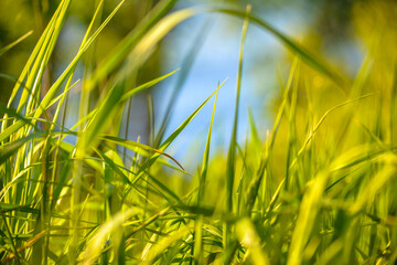 green grass in the wind