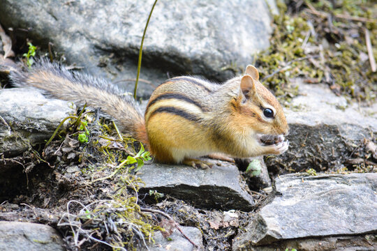รูปภาพChipmonk – เลือกดูภาพถ่ายสต็อก เวกเตอร์ และวิดีโอ76,877 | Adobe Stock
