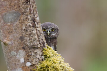 young Eurasian pygmy owl (Glaucidium passerinum) Swabian Jura Germany
